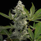 Семена конопли Glowstarz fem. Paradise Seeds 
