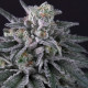 Насіння коноплі Gulupa fem. Paradise Seeds