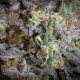 Насіння коноплі Gulupa fem. Paradise Seeds