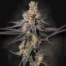 Gulupa feminised (Paradise Seeds)