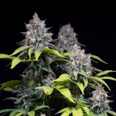 Highway 66 feminised (Paradise Seeds)