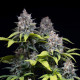 Насіння коноплі Highway 66 fem. Paradise Seeds