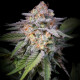 Насіння коноплі Highway 66 fem. Paradise Seeds