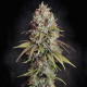 Насіння коноплі Highway 66 fem. Paradise Seeds