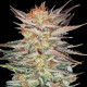Насіння коноплі Ice Cream fem. Paradise Seeds
