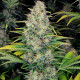 Насіння коноплі Ice Cream fem. Paradise Seeds