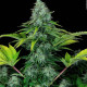 Насіння коноплі Ice Cream fem. Paradise Seeds