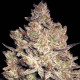 Насіння коноплі Jacky White fem. Paradise Seeds