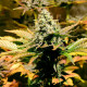 Насіння коноплі Jacky White fem. Paradise Seeds
