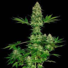 Jacky White feminised (Paradise Seeds)