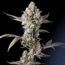 Jet Puft feminised (Paradise Seeds)