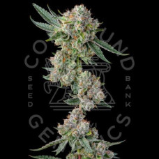Jokerz Collection feminised (Paradise Seeds)