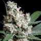 Насіння коноплі L.A. Amnesia fem. Paradise Seeds