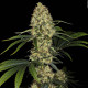 Насіння коноплі L.A. Amnesia fem. Paradise Seeds