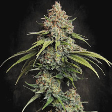 L.A. Amnesia feminised (Paradise Seeds)
