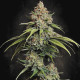 Насіння коноплі L.A. Amnesia fem. Paradise Seeds