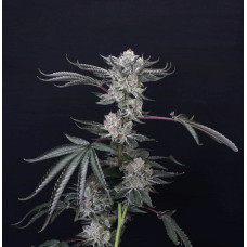 Luxar-Dos feminised (Paradise Seeds)