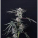Насіння коноплі Luxar-Dos fem. Paradise Seeds