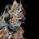 Насіння коноплі Luxar-Dos fem. Paradise Seeds