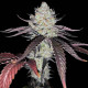Семена конопли Marshmallow OG fem. Paradise Seeds 