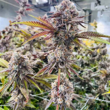 Marshmallow OG feminised (Paradise Seeds)