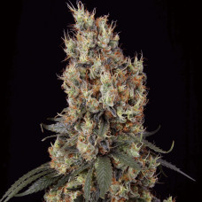 Mendocino Skunk feminised (Paradise Seeds)