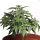 Насіння коноплі Mendocino Skunk fem. Paradise Seeds
