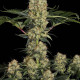 Насіння коноплі Mendocino Skunk fem. Paradise Seeds