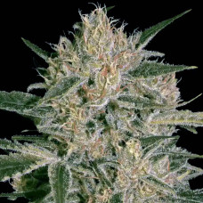 Nebula II CBD feminised (Paradise Seeds)