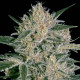 Насіння коноплі Nebula II CBD fem. Paradise Seeds 