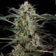 Насіння коноплі Nebula II CBD fem. Paradise Seeds 