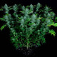 Насіння коноплі Nebula fem. Paradise Seeds