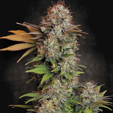 Nebula feminised (Paradise Seeds)