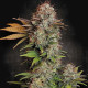 Насіння коноплі Nebula fem. Paradise Seeds