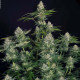 Насіння коноплі Opium fem. Paradise Seeds