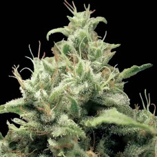 Opium feminised (Paradise Seeds)
