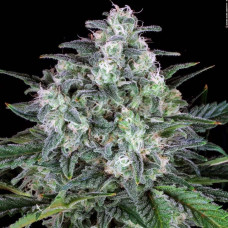 Original White Widow (IBL) feminised (Paradise Seeds)