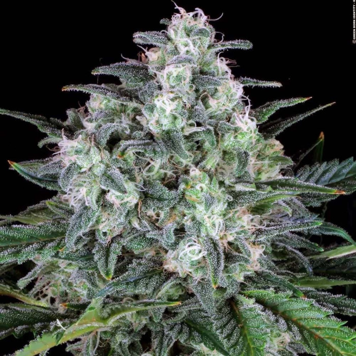 Семена конопли Original White Widow (IBL) fem. Paradise Seeds 
