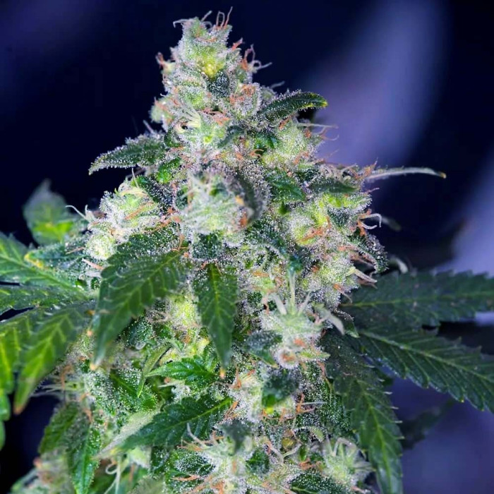 Семена конопли Original White Widow (IBL) fem. Paradise Seeds 