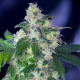 Семена конопли Original White Widow (IBL) fem. Paradise Seeds 
