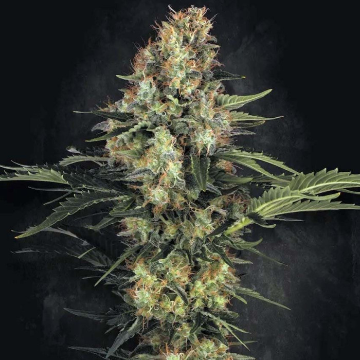 Семена конопли Original White Widow (IBL) fem. Paradise Seeds 