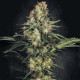Семена конопли Original White Widow (IBL) fem. Paradise Seeds 