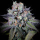 Насіння коноплі Purple Mints fem. Paradise Seeds