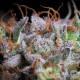 Насіння коноплі Purple Mints fem. Paradise Seeds