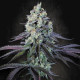 Насіння коноплі Purple Mints fem. Paradise Seeds