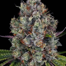 Rainbow Road feminised (Paradise Seeds)