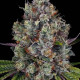 Насіння коноплі Rainbow Road fem. Paradise Seeds