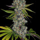 Насіння коноплі Rainbow Road fem. Paradise Seeds