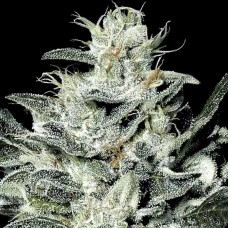 Sensi Star feminised (Paradise Seeds)