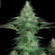 Насіння коноплі Sensi Star fem. Paradise Seeds